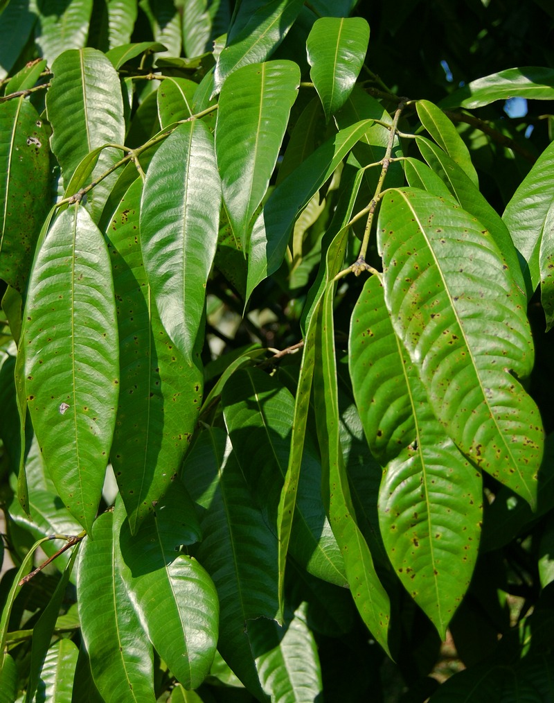 Bouea macrophylla: Bouea macrophylla , leaves. From Darmaga, Bogor, West Java , Indonesia
