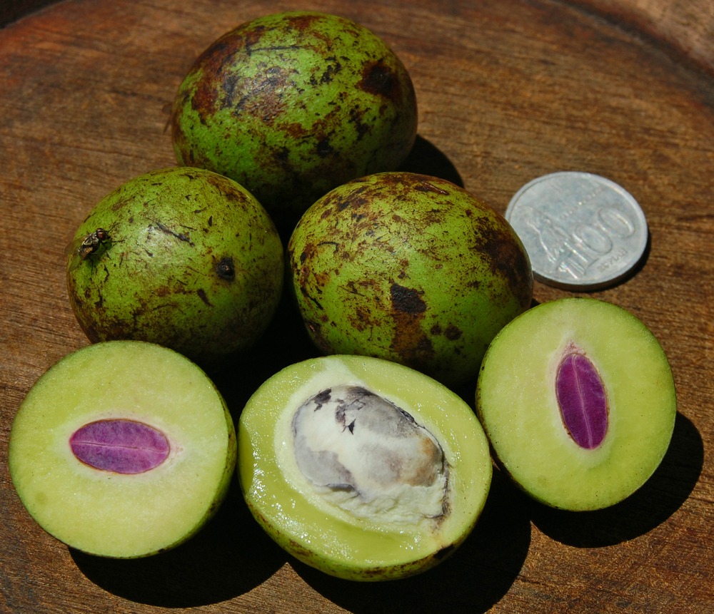 Bouea macrophylla: Bouea macrophylla , fruits. From Darmaga, Bogor, West Java , Indonesia