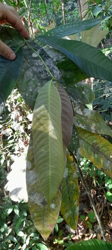 Bouea macrophylla (Bouea macrophylla)