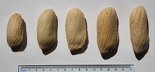 Bouea macrophylla: Bouea macrophylla seeds II, by Omar Hoftun.