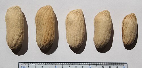 Bouea macrophylla: Bouea macrophylla seeds, by Omar Hoftun.