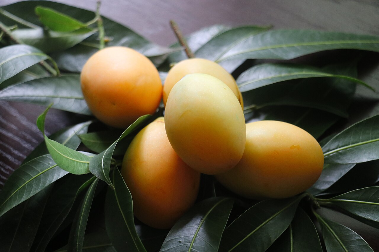 Bouea oppositifolia: Bouea oppositifolia / plum mango / kundang / มะยงชิด