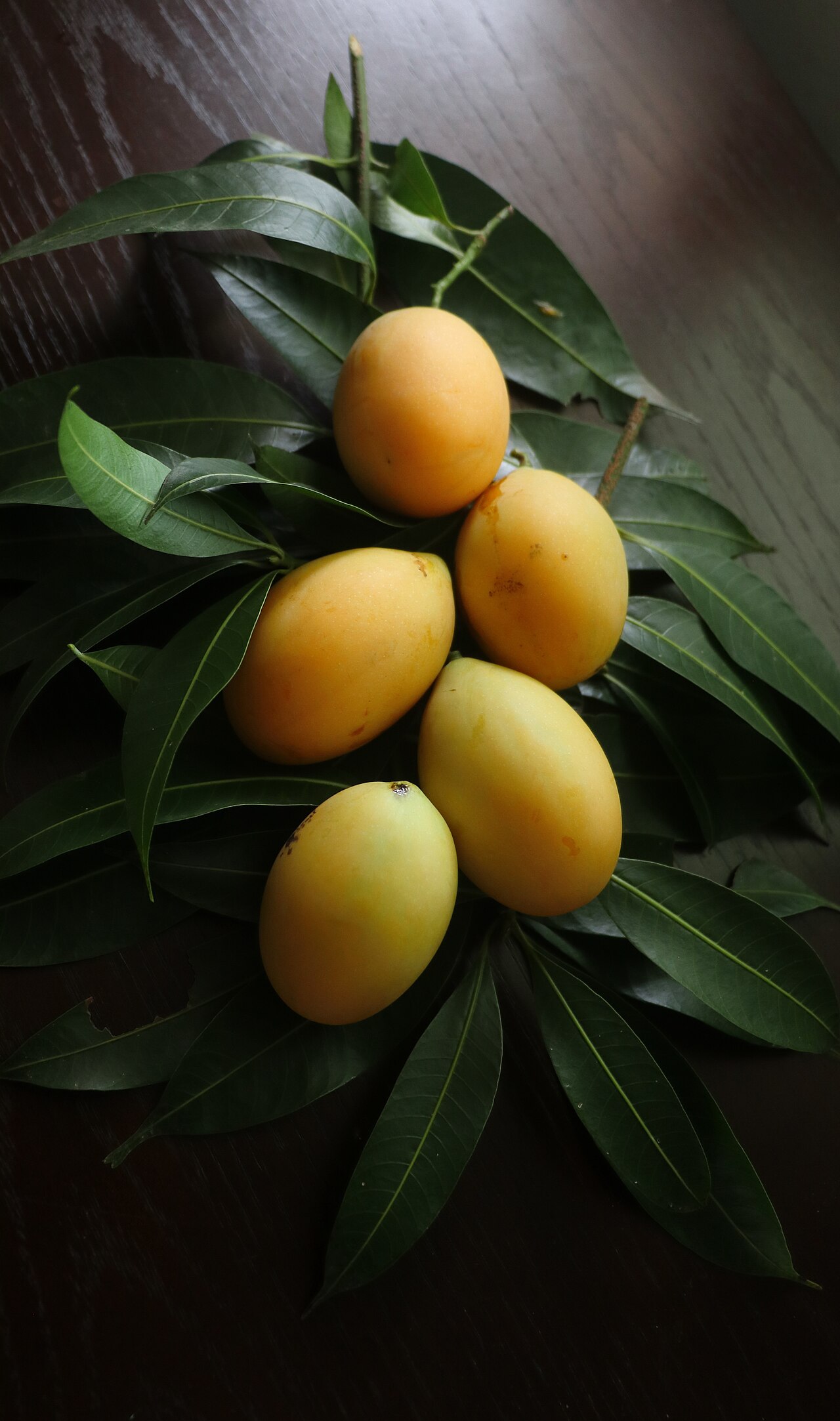 Bouea oppositifolia: Bouea oppositifolia / plum mango / kundang / มะยงชิด