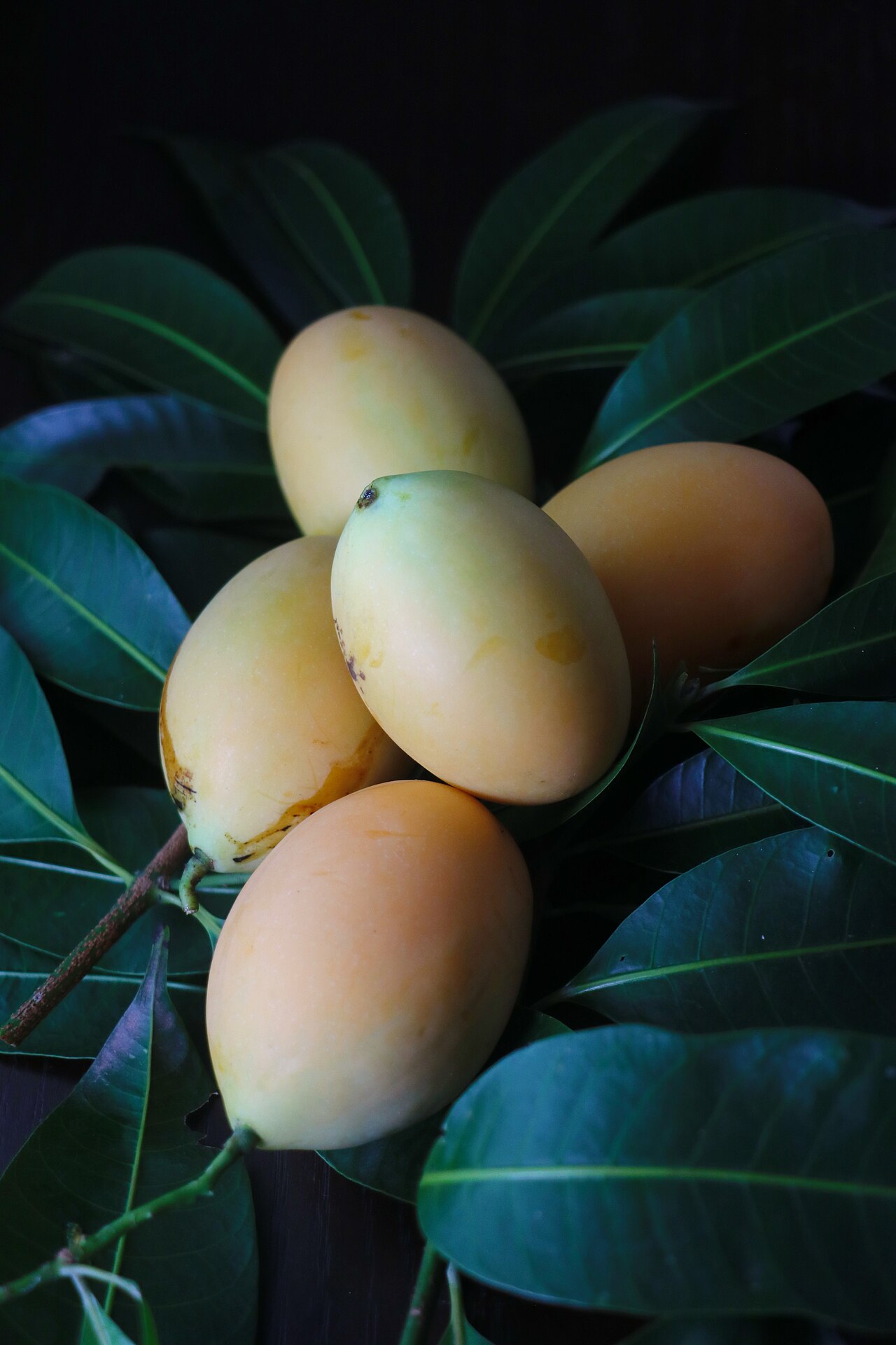 Bouea oppositifolia: Bouea oppositifolia / plum mango / kundang / มะยงชิด