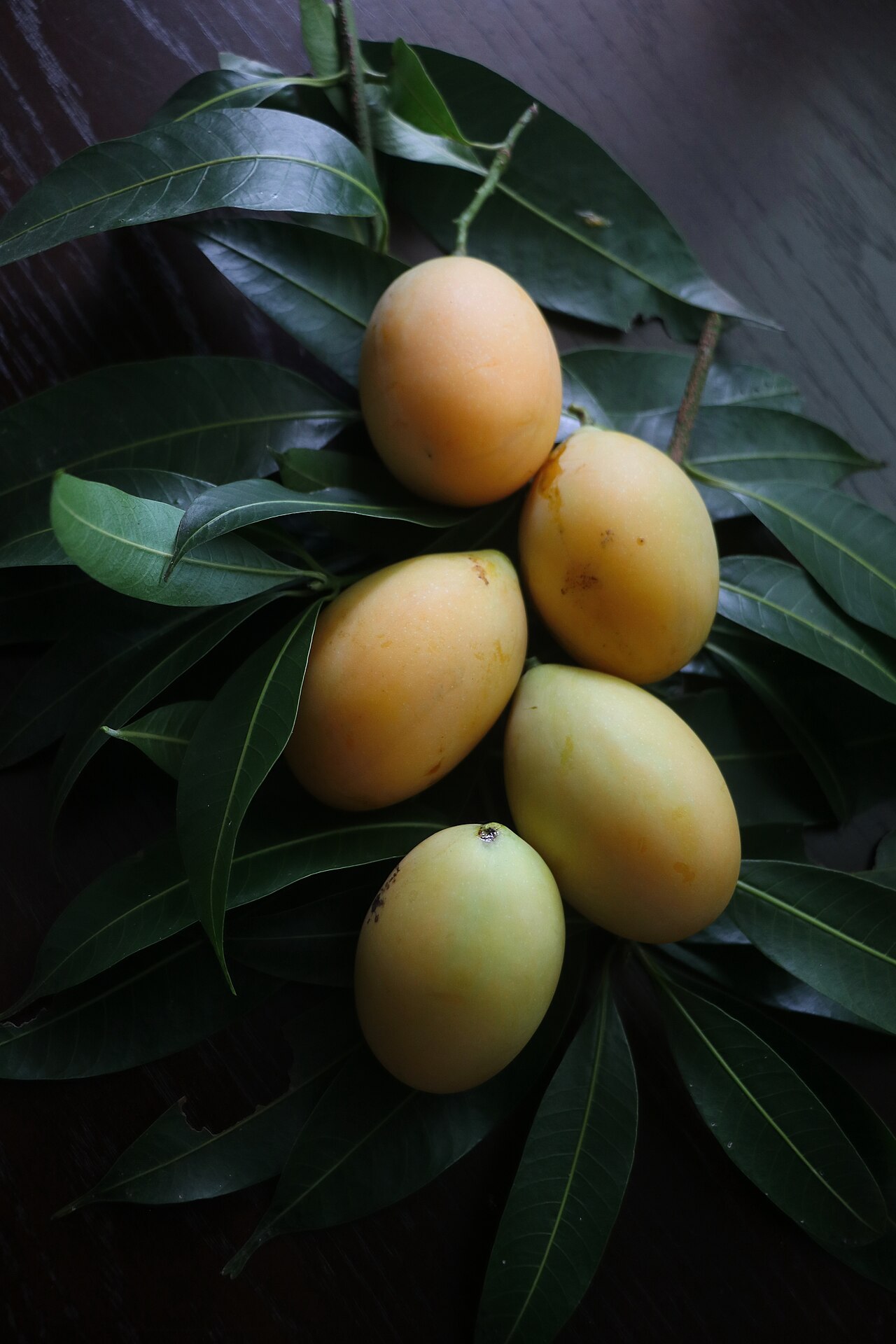 Bouea oppositifolia: Bouea oppositifolia / plum mango / kundang / มะยงชิด
