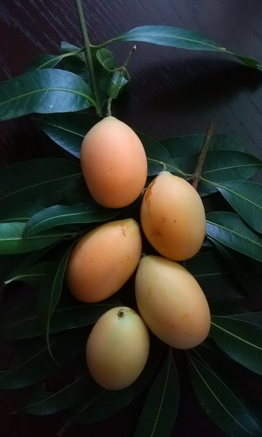 Bouea oppositifolia: Bouea oppositifolia / plum mango / kundang / มะยงชิด