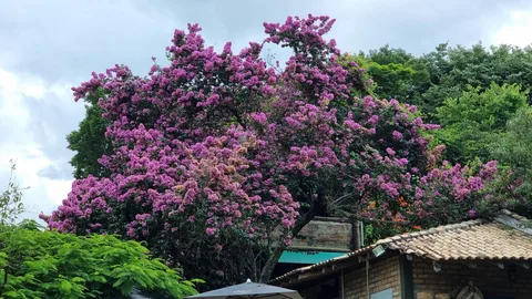 Paperflower (Bougainvillea glabra)