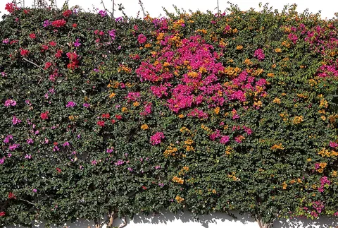 Paperflower: Lesser Bougainvillea, habitus; Costa Teguise , Lanzarote , Canary Islands , Spain .