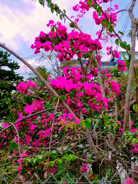 Paperflower: Bougainvillea