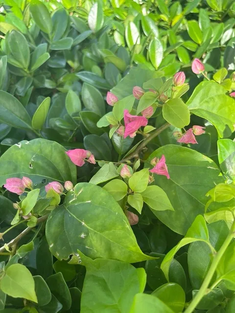 Paperflower (Bougainvillea glabra)