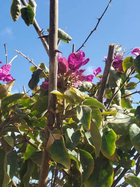 Paperflower (Bougainvillea glabra)