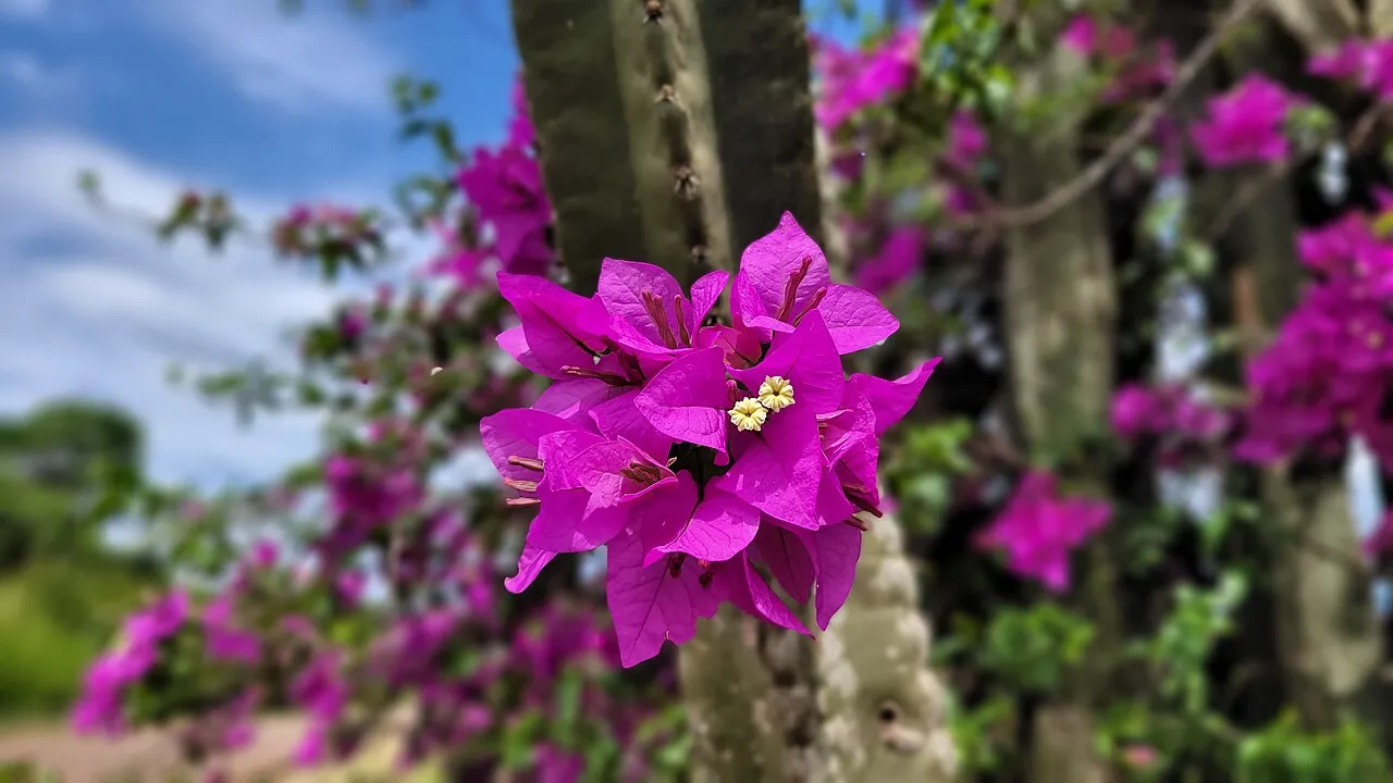 Paperflower: Flor de Santa Rita (Bougainvillea glabra) una especie de planta trepadora de la familia de las Nyctaginaceae (sobre Ruta Provincial 7, municipio de Ruiz de Mont