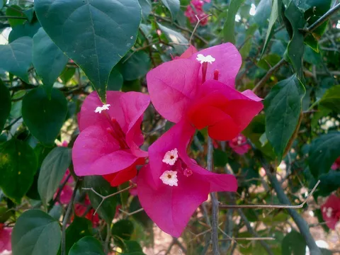 Paperflower: (Bougainvillea glabra) at Bakkannapalem, Madhurawada