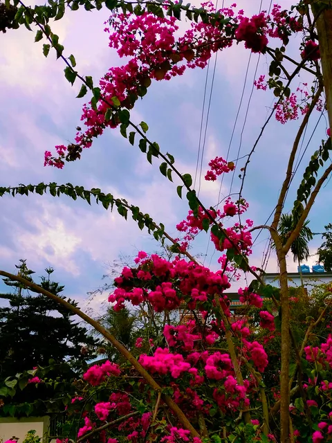 Paperflower: Bougainvillea
