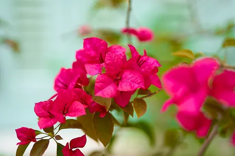 Paperflower: Bougainvillea (Bougainvillea Glabra) in Athens.