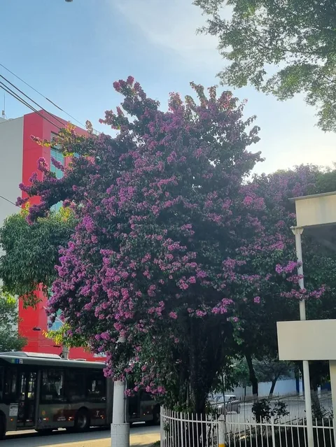Paperflower (Bougainvillea glabra)