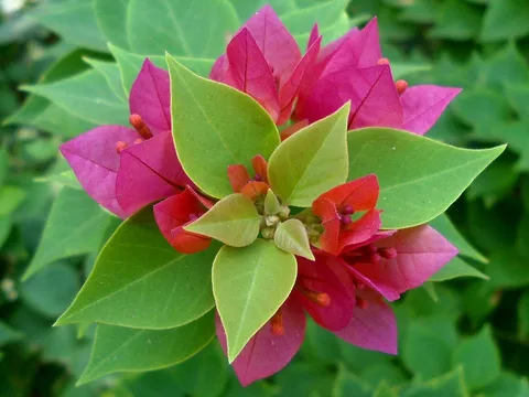Paperflower: (Bougainvillea glabra) cultivators at Kailasagiri in Visakhapatnam