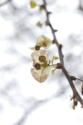 Bougainvillea praecox (Bougainvillea praecox)