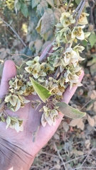 Bougainvillea praecox (Bougainvillea praecox)