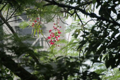 Great bougainvillea (Bougainvillea spectabilis)