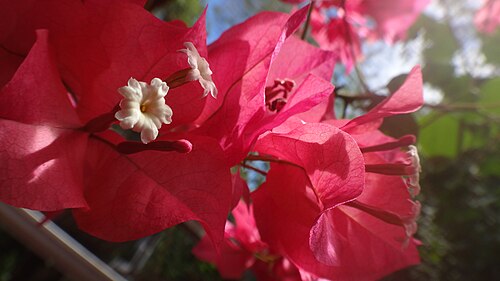Great bougainvillea: Bougainvillea Spectabilis Flower