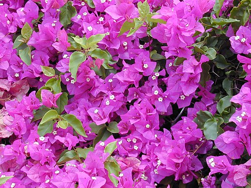Great bougainvillea: Bougainvillea spectabilis (flowerings). Location: Maui, Kula