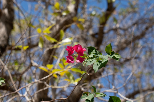 Great bougainvillea