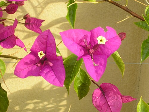 Great bougainvillea: Bougainvillea flowers in Perth, Western Australia.