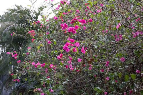 Great bougainvillea (Bougainvillea spectabilis)
