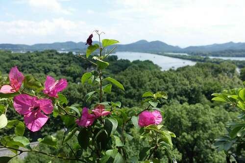 Great bougainvillea (Bougainvillea spectabilis)