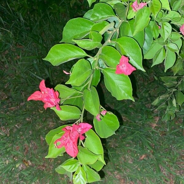 Great bougainvillea (Bougainvillea spectabilis)
