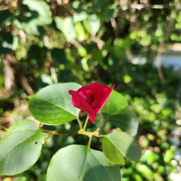 Great bougainvillea (Bougainvillea spectabilis)