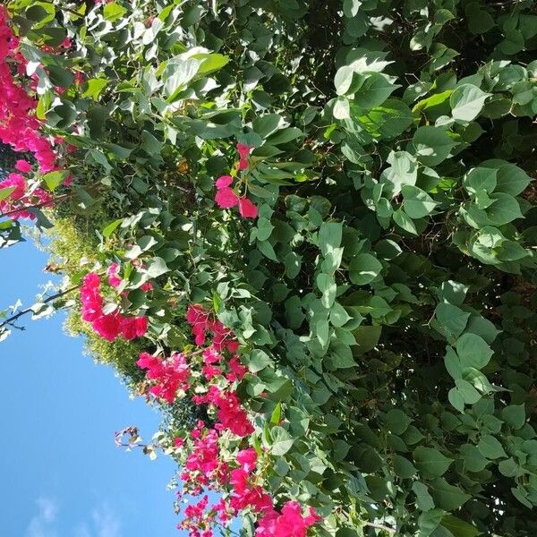 Great bougainvillea (Bougainvillea spectabilis)
