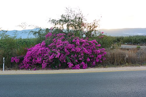 Great bougainvillea: A shrub of the genus Bougainvillea at the roadside in the Hula Valley.