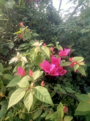 Great bougainvillea (Bougainvillea spectabilis)
