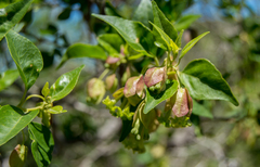 Bougainvillea stipitata (Bougainvillea stipitata)