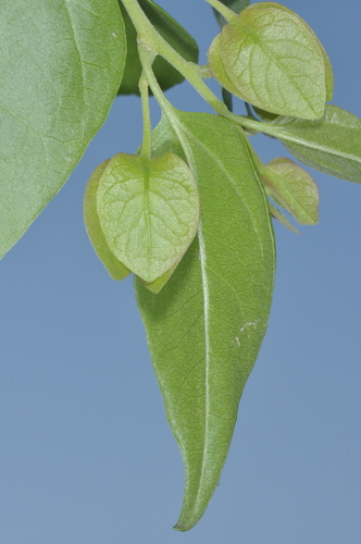 Bougainvillea stipitata (Bougainvillea stipitata)
