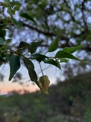 Bougainvillea stipitata (Bougainvillea stipitata)