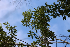 Bougainvillea stipitata (Bougainvillea stipitata)
