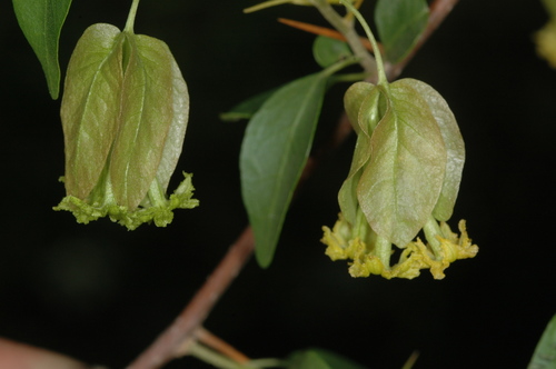 Bougainvillea stipitata (Bougainvillea stipitata)
