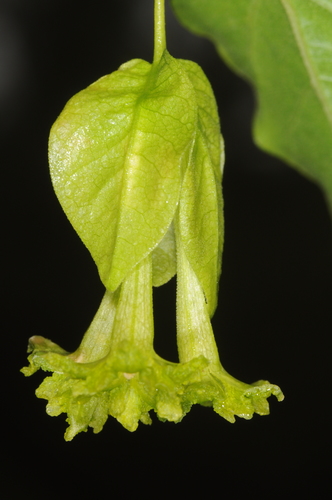 Bougainvillea stipitata (Bougainvillea stipitata)