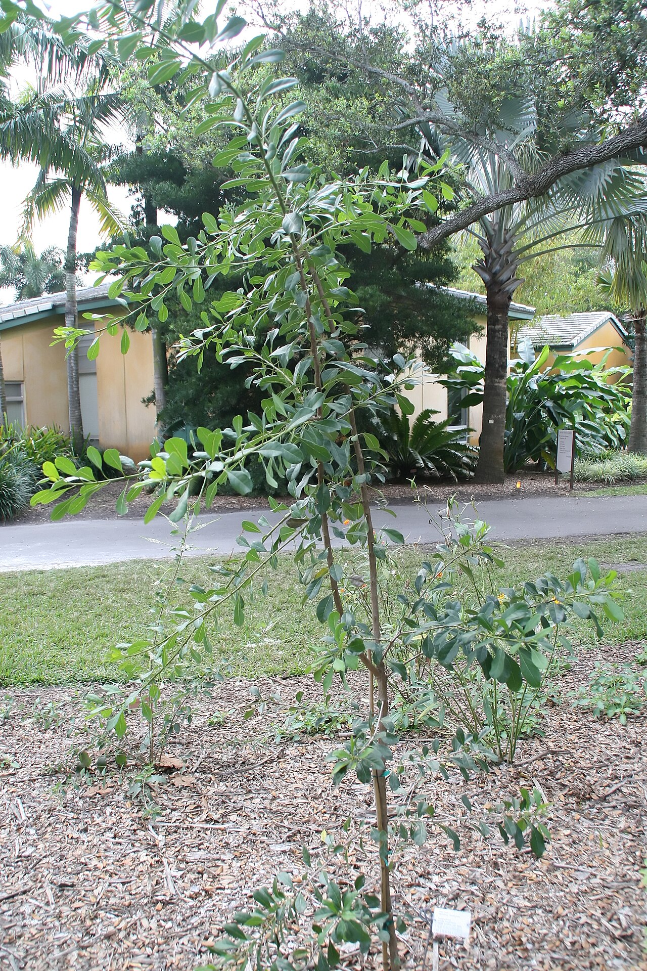 Bodywood: Location taken: Fairchild Tropical Botanic Garden, Miami, FL USA. Names: Bourreria succulenta Jacq., Ateje De Costa, Bahama Strongback, Bahama Strongbark, Bambo