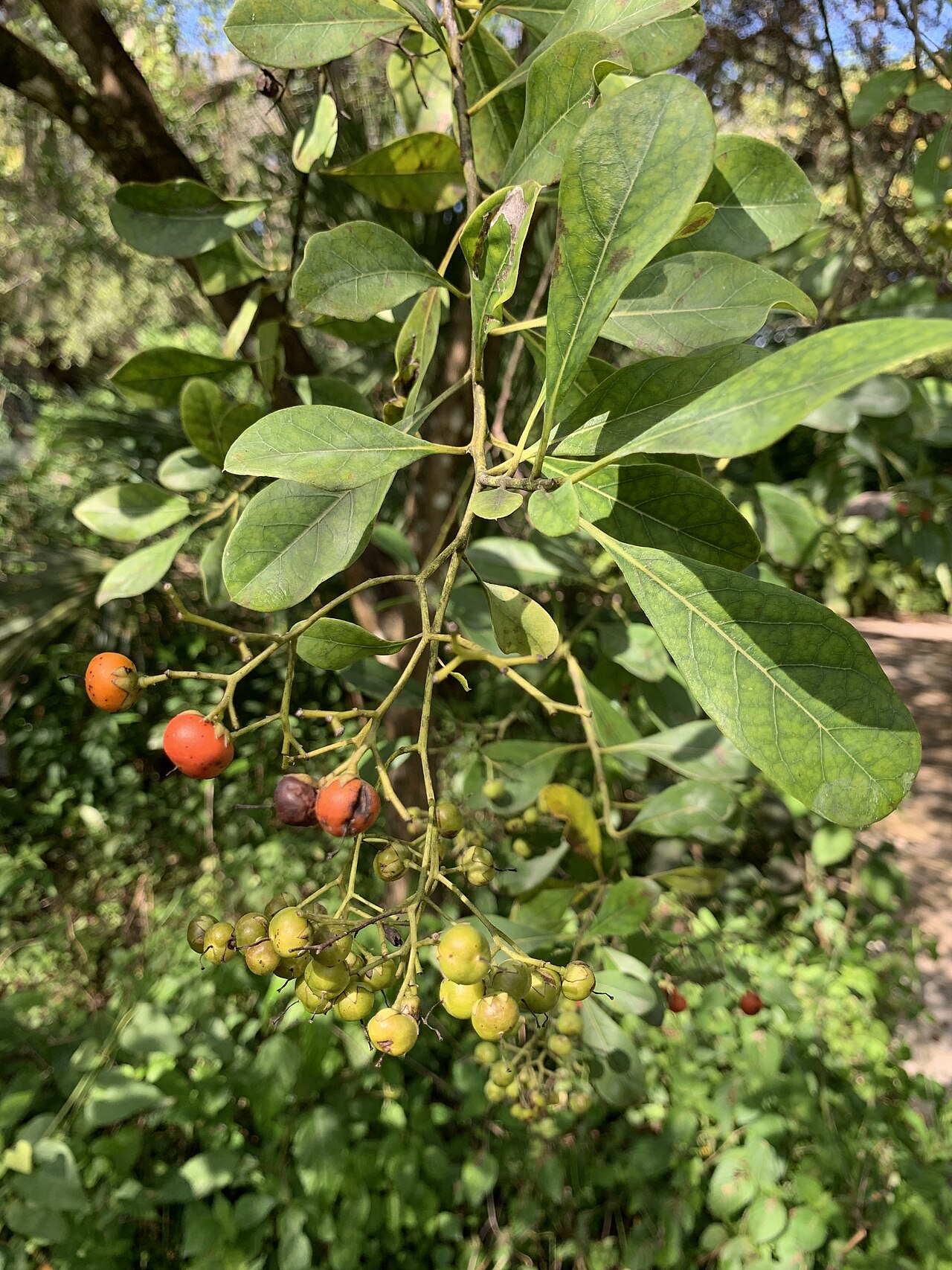 Bodywood: Bourreria succulenta fruit at Fairchild Tropical Botanic Garden, Coral Gables, Florida, USA