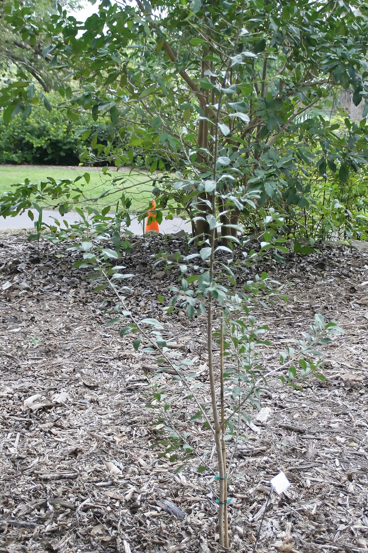 Bodywood: Location taken: Fairchild Tropical Botanic Garden, Miami, FL USA. Names: Bourreria succulenta Jacq., Ateje De Costa, Bahama Strongback, Bahama Strongbark, Bambo