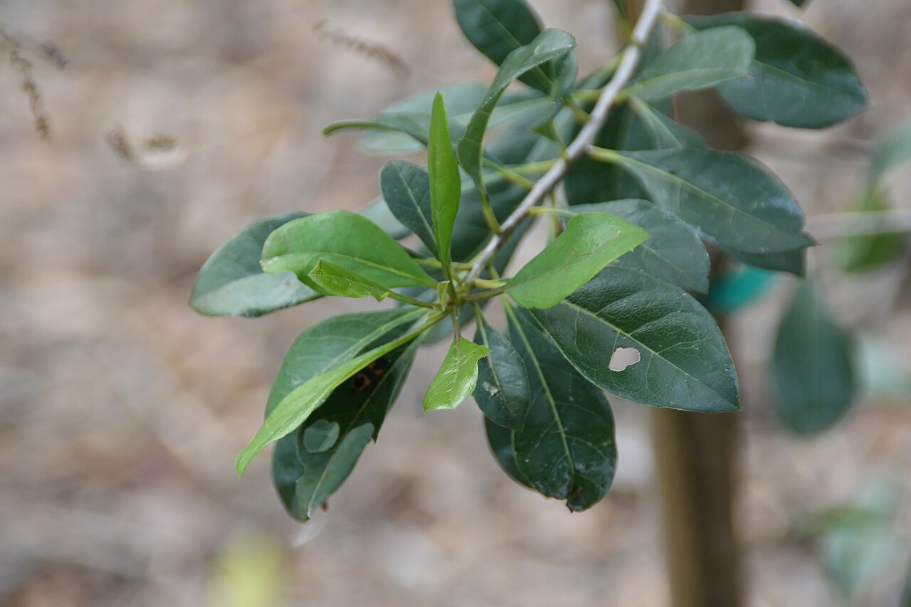 Bodywood: Location taken: Fairchild Tropical Botanic Garden, Miami, FL USA. Names: Bourreria succulenta Jacq., Ateje De Costa, Bahama Strongback, Bahama Strongbark, Bambo