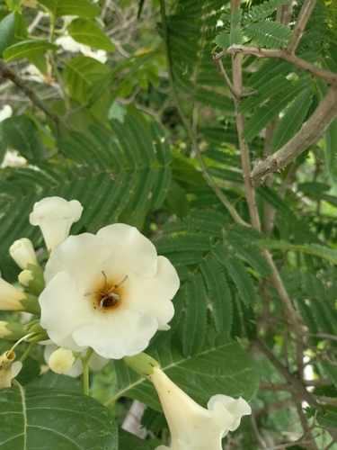 Bourreria superba (Bourreria superba)