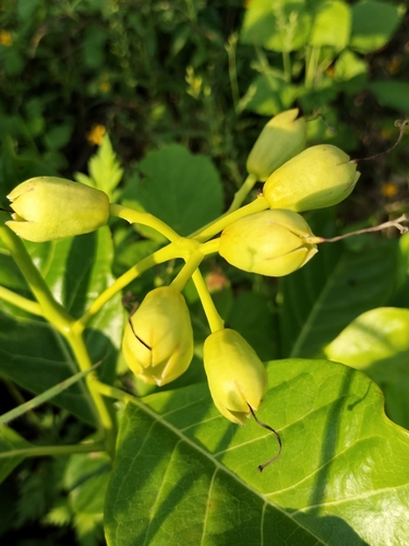 Bourreria superba (Bourreria superba)