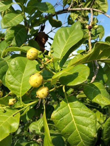 Bourreria superba (Bourreria superba)