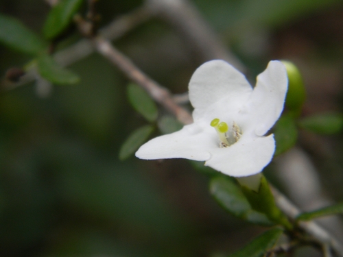 Rough strongbark (Bourreria tomentosa)