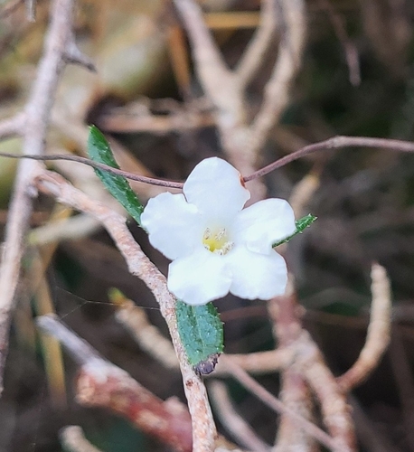 Rough strongbark (Bourreria tomentosa)